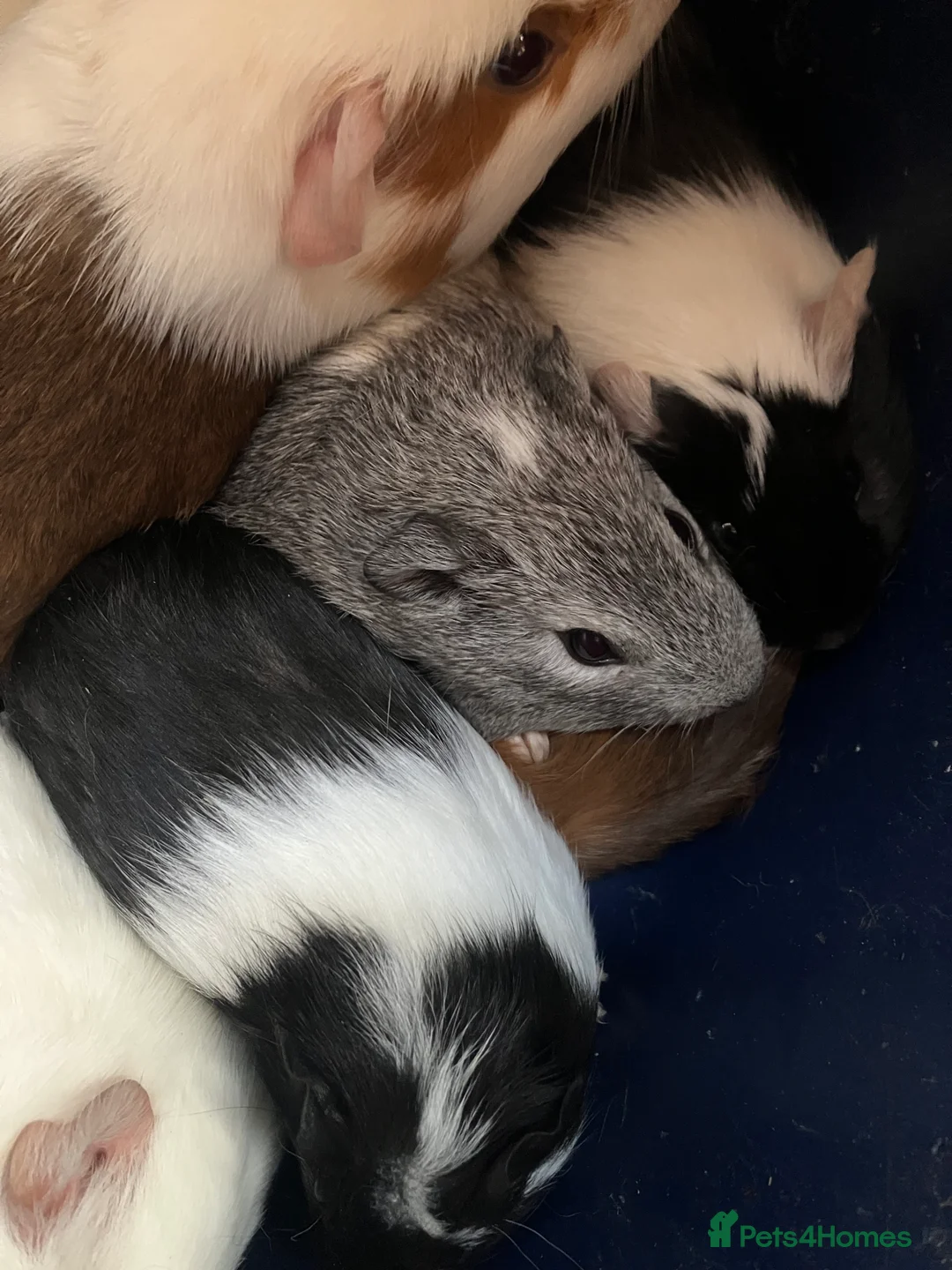 Guinea Pig rodents for sale: Female guinea pigs for sale sows  - Advert 5