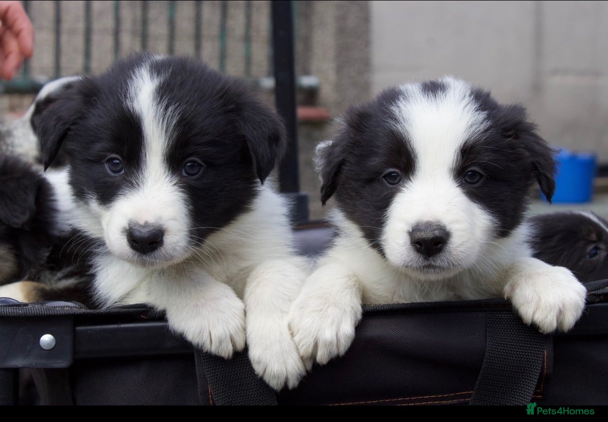 Border Collie dogs Beautiful Border Collie pups.  - Advert 1