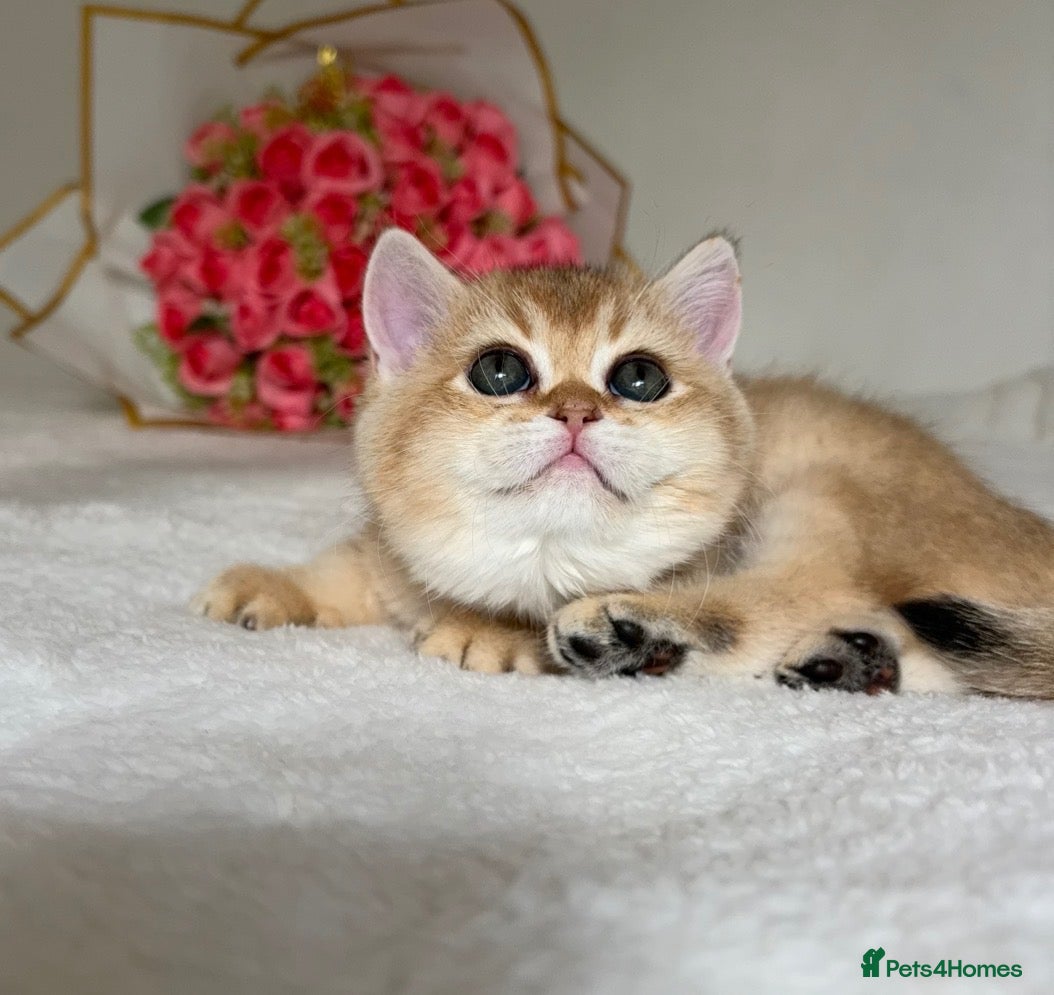 British Shorthair cats Beautiful Golden Chinchilla BSH Ny12 & Ny25 Girl - Advert 6