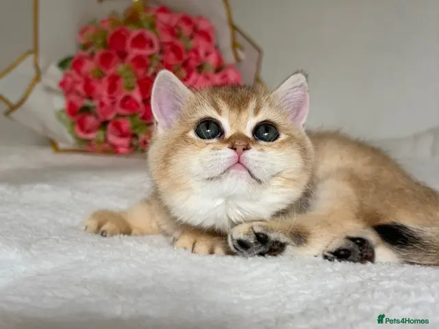 British Shorthair cats Beautiful Golden Chinchilla BSH Ny12 & Ny25 Girl - Advert 5