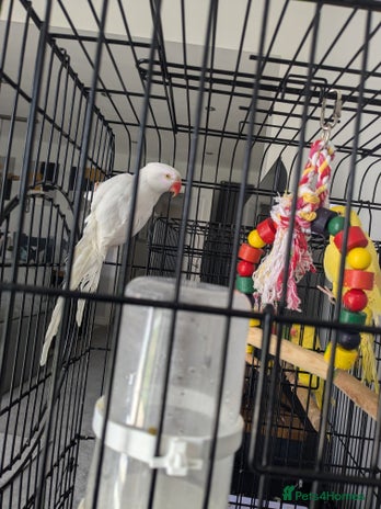 Parakeets birds - Advert 16