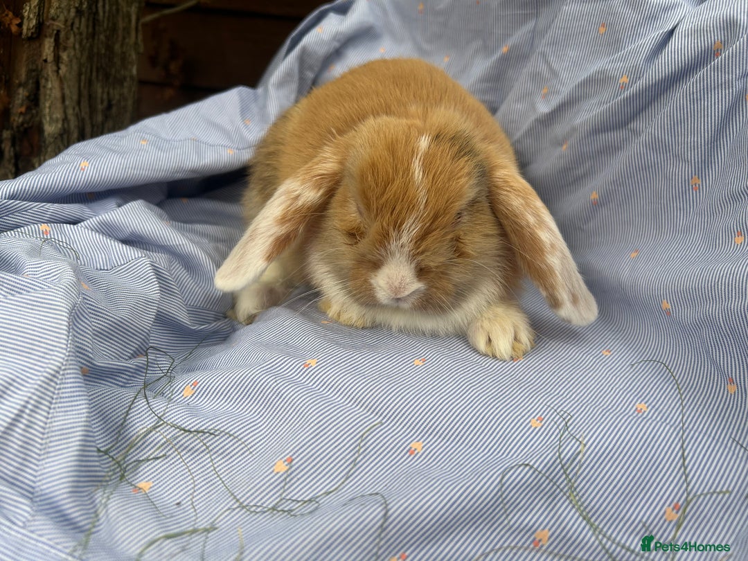 Mini Lop rabbits for sale: Mini lops  - Image 4
