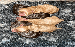 Cockapoo dogs for sale: Fluffy Thick coated F1 Cockapoos/DNA Health tested - Image 17