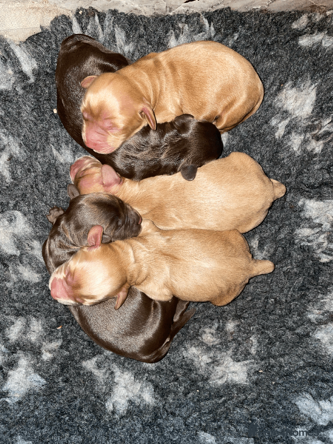 Cockapoo dogs for sale: Fluffy Thick coated F1 Cockapoos/DNA Health tested - Image 17