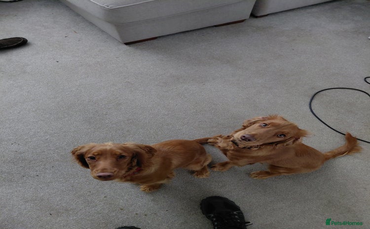 Cocker Spaniel dogs - Advert 12