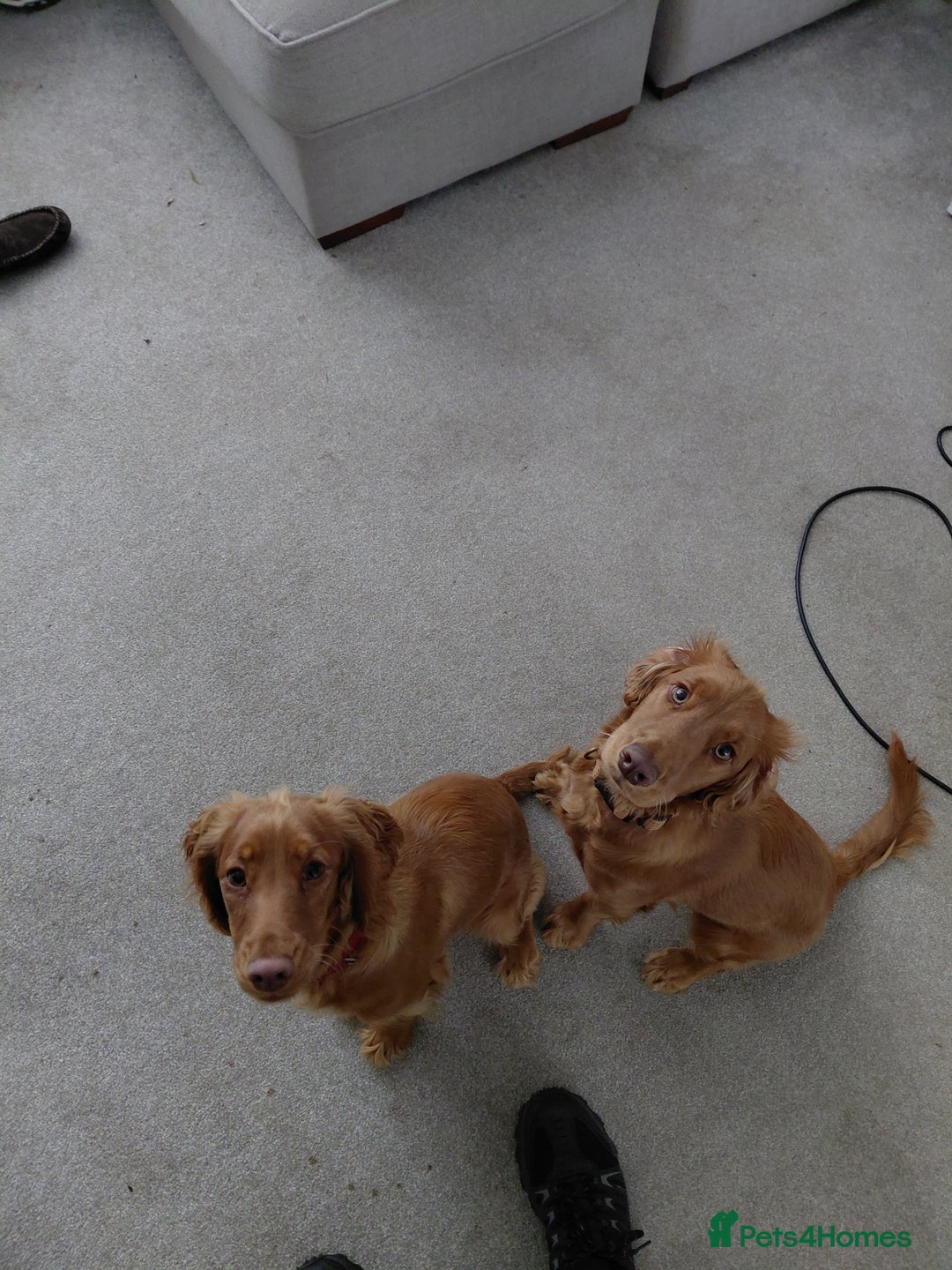 Cocker Spaniel dogs for sale: Poppy and Eden - Image 1