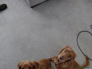 Cocker Spaniel dogs - Advert 18