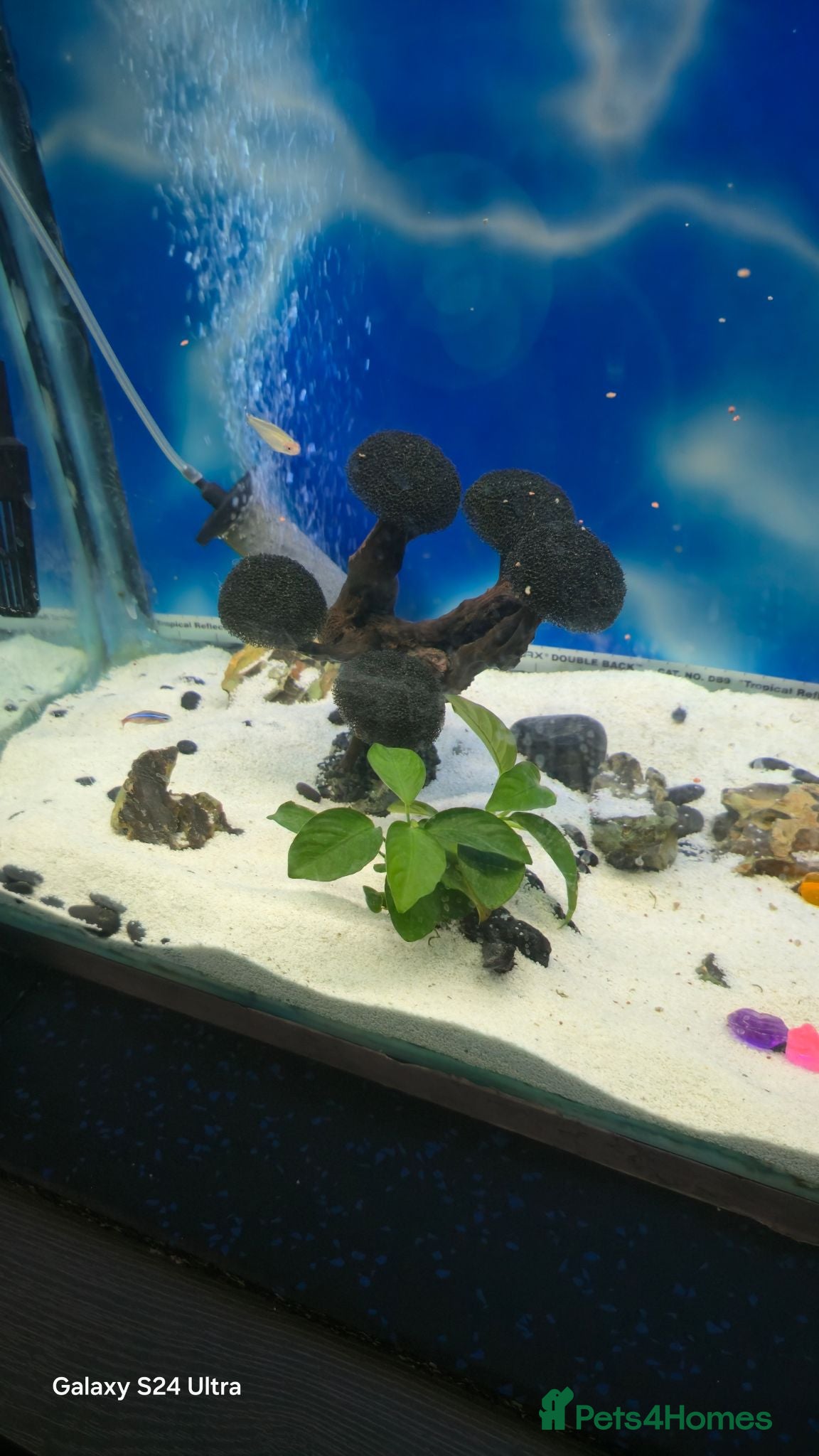 Tetras fish tank fish - Advert 2