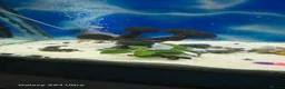 Tetras fish for sale: tank fish in Leeds - Advert 1