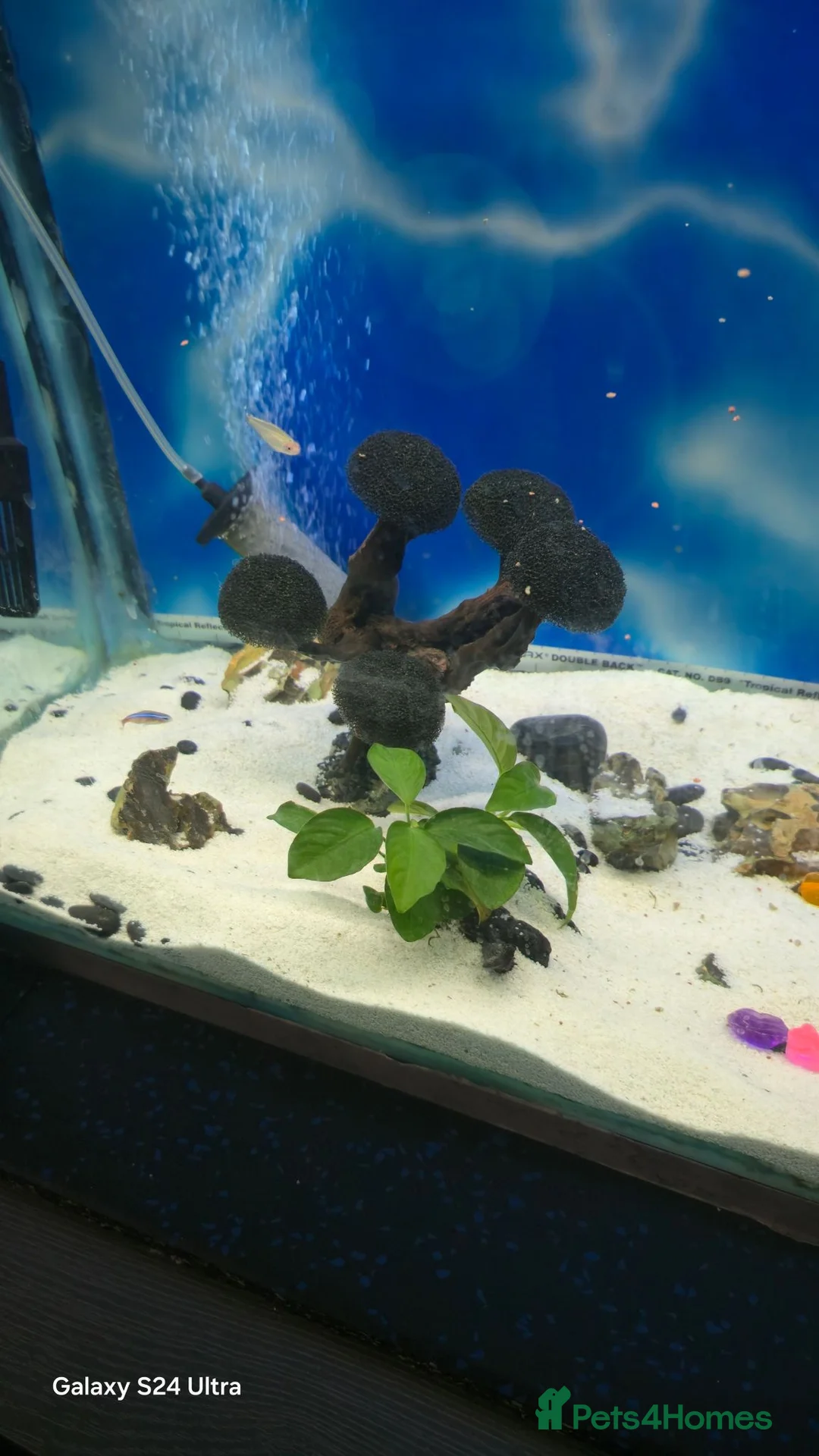 Tetras fish for sale: tank fish in Leeds - Advert 1