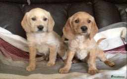 Hungarian Vizsla dogs for sale: VIZSIPOO puppies, Vizsla x Miniature Poodle - Image 3