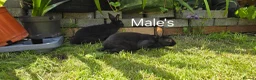 Rex rabbits for sale: 2 Litters of Mini rex different colours and sex - Advert 5