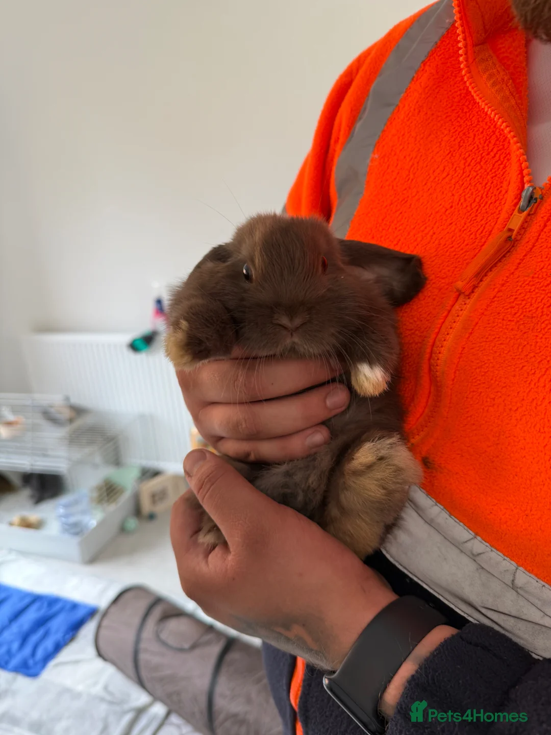 Mini Lop rabbits for sale: Two Male Mini Lops in Clacton-on-Sea - Advert 2