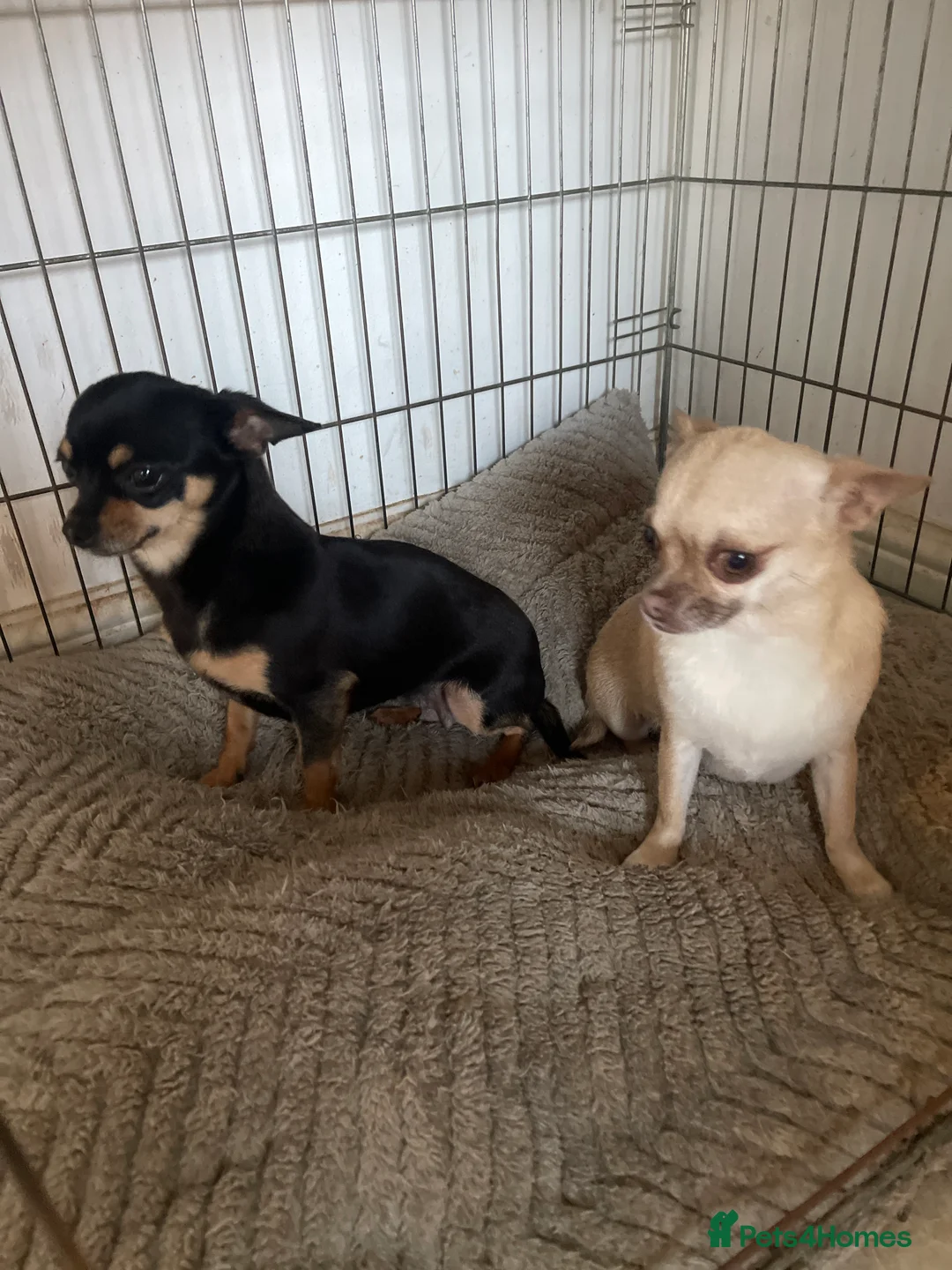 Chihuahua dogs for sale: Puppies in Yeovil - Advert 1