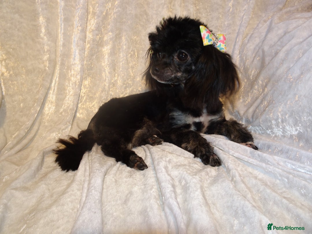Maltipoo dogs for sale: *Micro Tiny F1 Maltese x Toy Poodle Maltipoo Pup* - Image 12