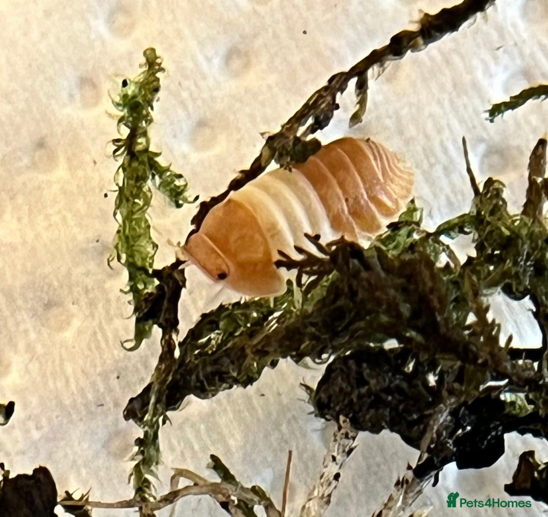 Mixed Breed invertebrates for sale: Isopods For Sale - Image 4