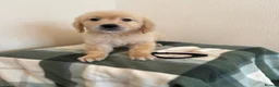 Golden Retriever dogs for sale: Golden retriever puppies - Advert 6