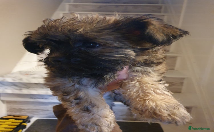 Yorkshire Terrier dogs - Advert 5
