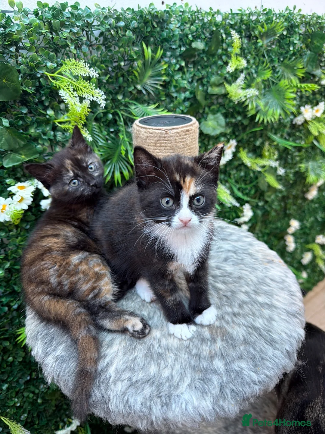 Mixed Breed cats for sale: British shorthair mixed breed. Ready Today - Advert 7