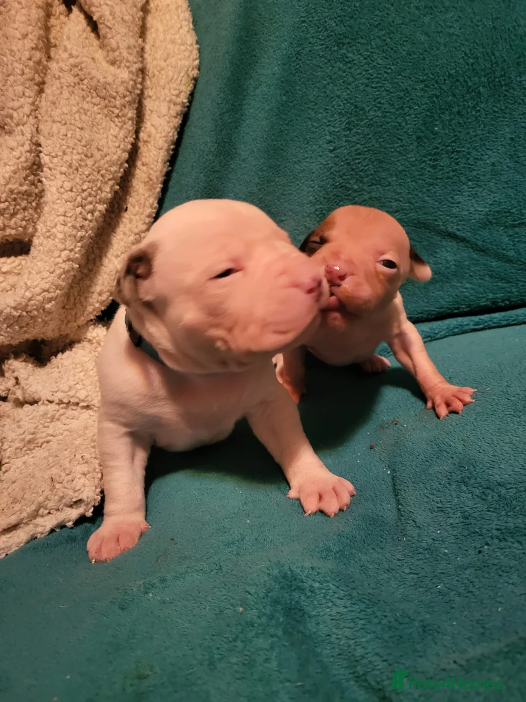 Mixed Breed dogs for sale: Gorgeous American Bulldog cross mastiff puppies - Advert 2