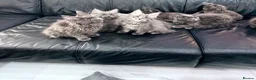 Maine Coon cats for sale: Maine Coon Kittens XXL – Blue. Beautiful - Advert 9