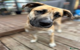 Shepsky dogs for sale: Beautiful Bitch for adoption we don’t want money - Image 18