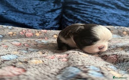 French Bulldog dogs for sale: Fluffy frenchies 🐶 - Image 11