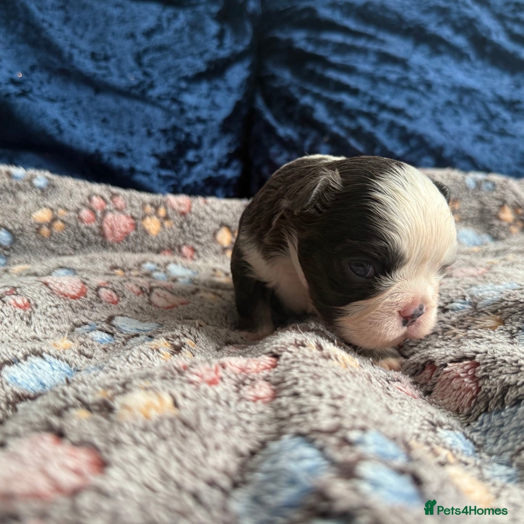 French Bulldog dogs for sale: Fluffy frenchies 🐶 - Image 11