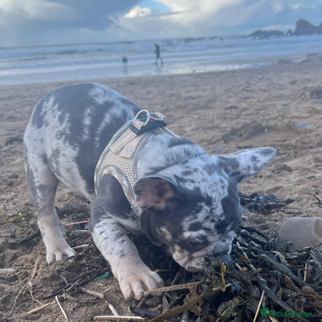French Bulldog dogs for sale: x1 GIRL LEFT! RARE PURE BLUE MERLE TAN PUPPIES  - Advert 7