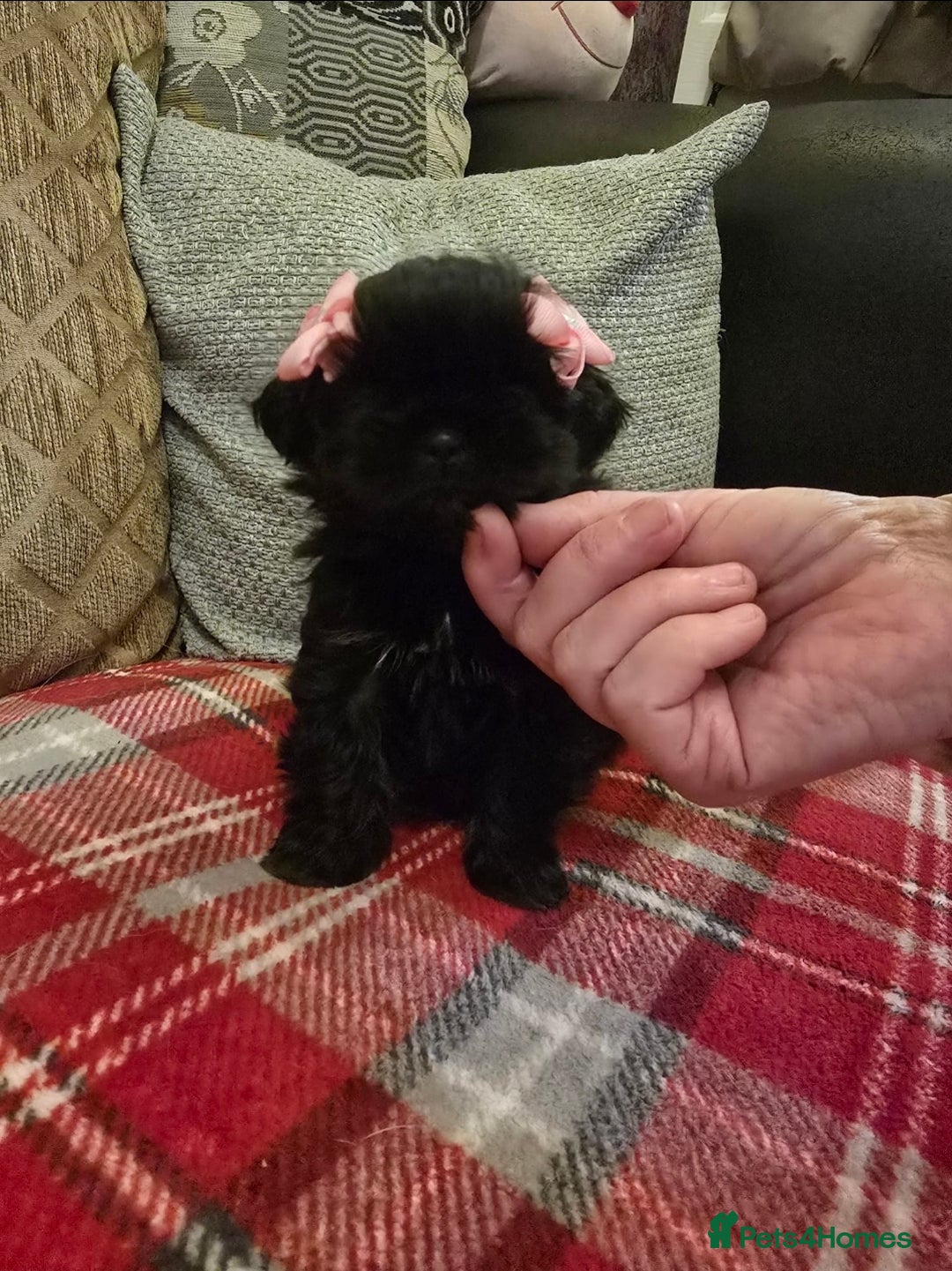 Shih Tzu dogs for sale: Imperial shihtzu  - Advert 5