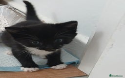 Mixed Breed cats for sale: Kittens for sale - Image 5