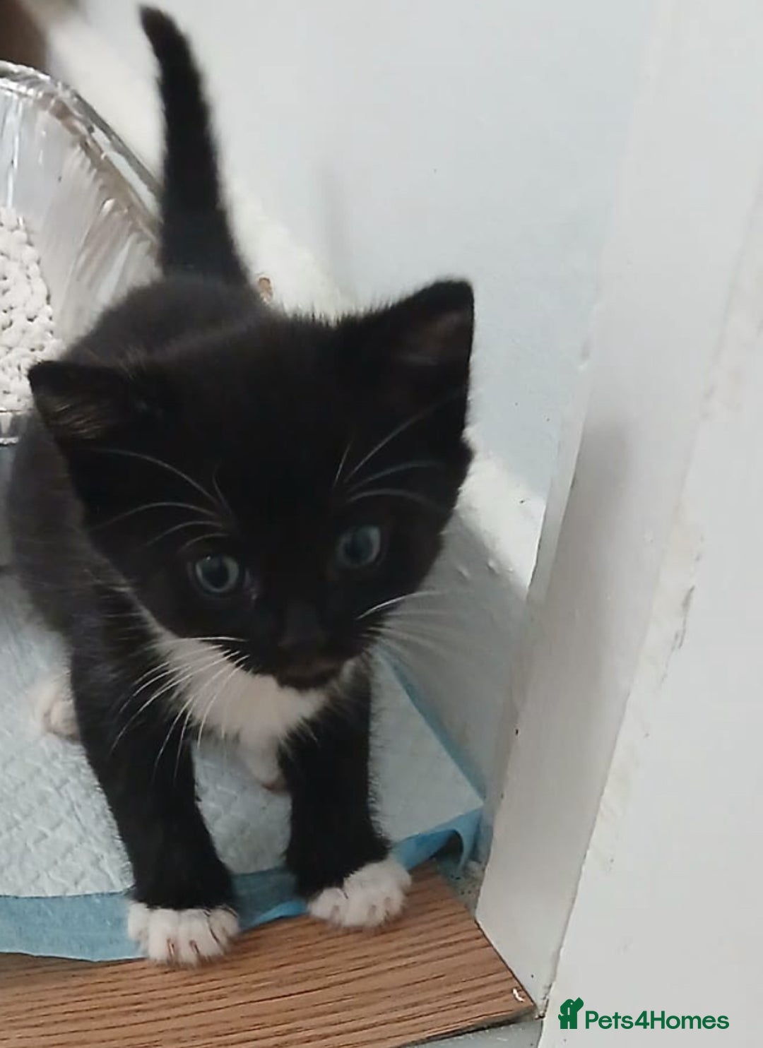 Mixed Breed cats for sale: Kittens for sale - Image 5