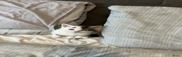 Mixed Breed cats for sale: Beautiful kittens for sale ready for collection - Advert 6