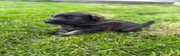 German Shepherd dogs for sale: 🐾 German Shepherd Puppies – ready 18th July - Advert 34