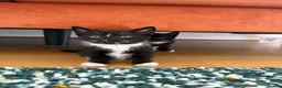 Mixed Breed cats for sale: Beautiful Bombay × Turkish Van Kittens - Advert 8