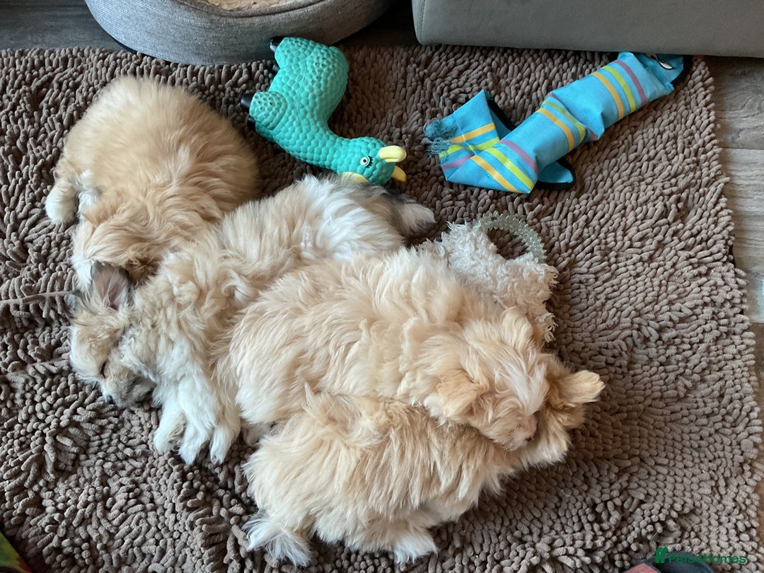 Mixed Breed dogs for sale: Malti-Pom Puppies - £1200 - Advert 15