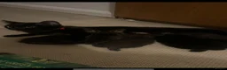 Mixed Breed cats for sale: Kittens for sale  - Advert 3