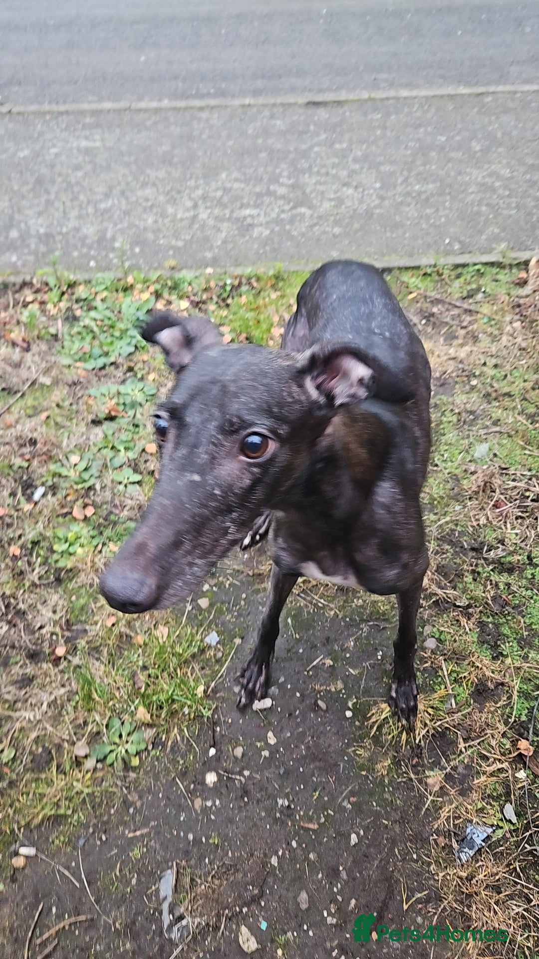 Whippet dogs for sale: 3 beauties left  - Advert 2