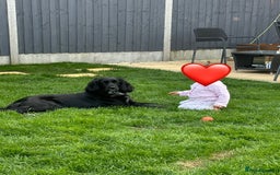 Mixed Breed dogs for sale: Sprocker spaniel cross female - Advert 8