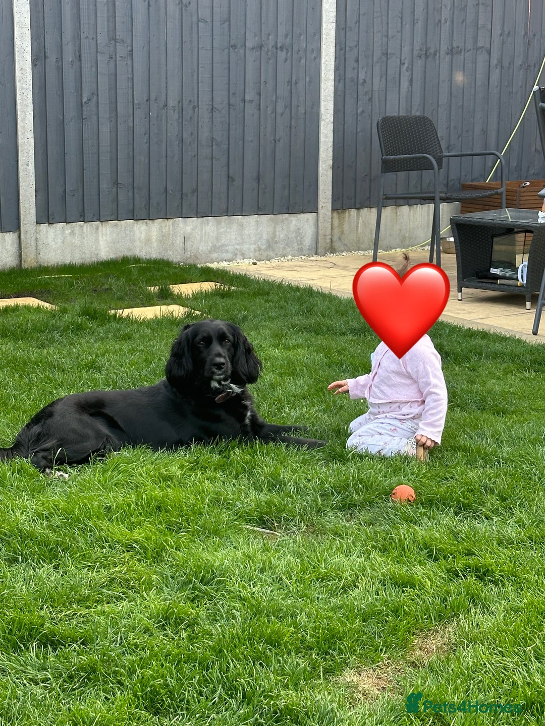 Mixed Breed dogs for sale: Sprocker spaniel cross female - Advert 8