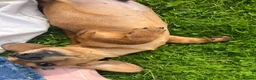 Miniature Dachshund dogs for sale: Kc registered  - Advert 5