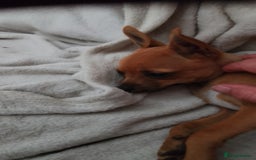 Chihuahua dogs for sale: Chihuahua pup looking for a big adventure  in Newmarket - Image 2