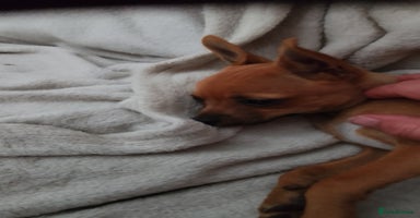 Chihuahua dogs in Newmarket - Advert 2