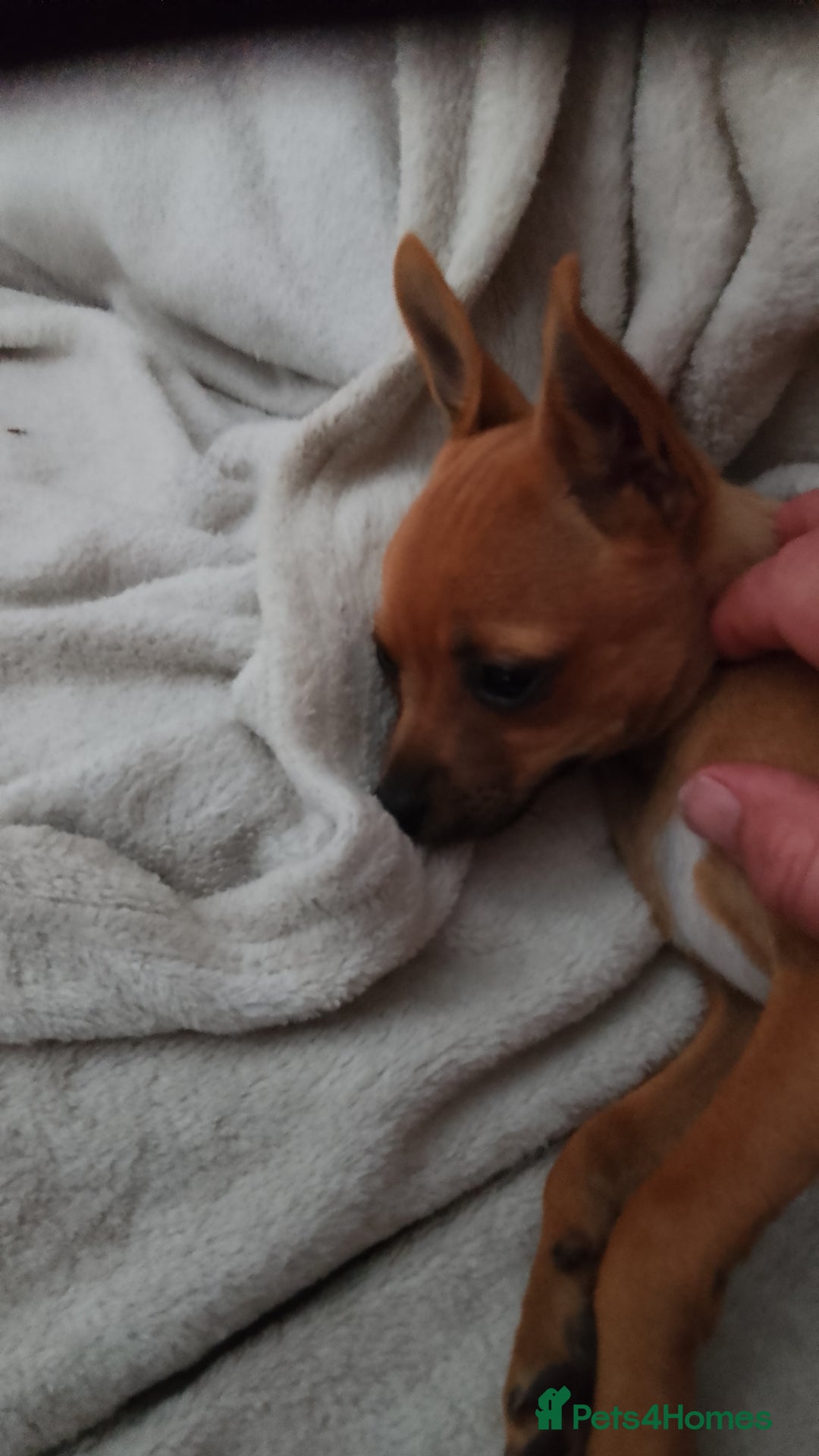 Chihuahua dogs for sale: Chihuahua pup looking for a big adventure  in Newmarket - Image 2
