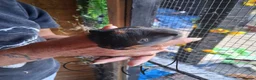Guinea Pig rodents for sale: Baby guinea pigs  - Advert 3