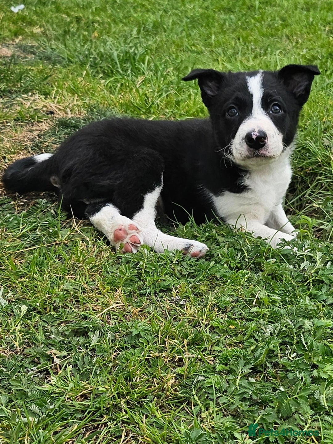 Border Collie dogs for sale: Unique blue eyed blue merle border collie puppies - Image 22