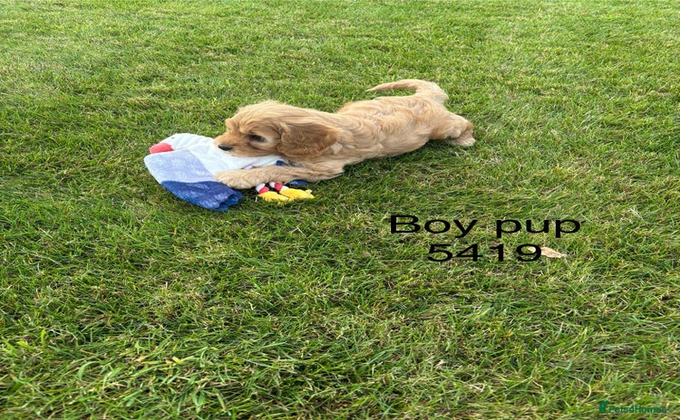 Cavapoochon dogs - Advert 10