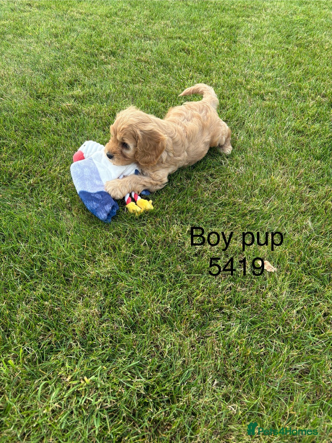 Cavapoochon dogs for sale: Stunning litter of Cavapoochon pups - Image 1