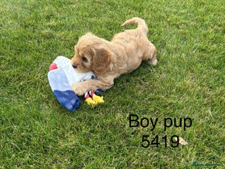 Cavapoochon dogs - Advert 5