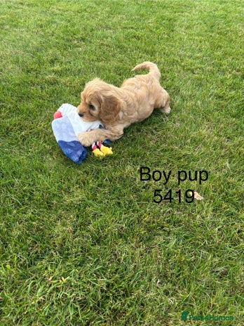Cavapoochon dogs - Advert 6